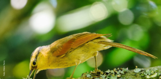 São Francisco Xavier recebe Festival de Observação de Aves