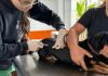 Região do Estoril tem dia de vacinação antirrábica nesta quinta