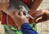 Região do Santa Isabel e Parque São Luís tem dia de vacinação antirrábica nesta quinta-feira