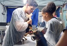 Castramóvel realiza mutirão para castração de 600 cães e gatos neste final de semana
