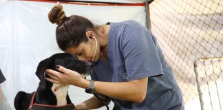 São José abre 400 vagas para castração gratuita de pets