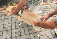 Prefeitura realiza vacinação antirrábica de cães e gatos nos bairros Sandra Maria e Bosque da Saúde