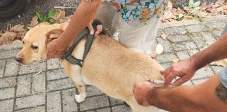 Prefeitura realiza vacinação antirrábica de cães e gatos nos bairros Sandra Maria e Bosque da Saúde