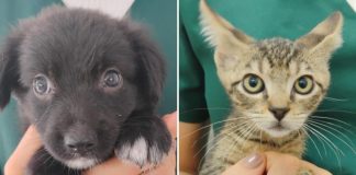 CCZ realiza feira de adoção e microchipagem nesta sexta-feira (27) na Santa Terezinha