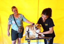 Inscrições para castração de pets começam nesta terça