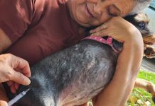 Prefeitura realiza vacinação antirrábica de cães e gatos no Estoril