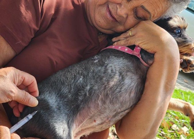 Prefeitura realiza vacinação antirrábica de cães e gatos no Estoril