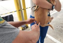 Prefeitura realiza vacinação antirrábica de cães e gatos na Vila São Carlos