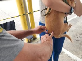 Prefeitura realiza vacinação antirrábica de cães e gatos na Vila São Carlos