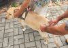 Prefeitura realiza vacinação antirrábica de cães e gatos na Vila São Carlos