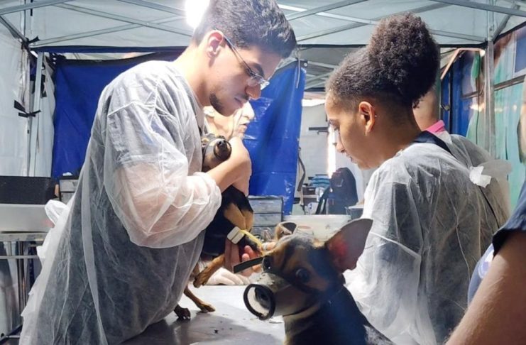 Castra Mais SP traz castrações gratuitas de cães e gatos para Taubaté