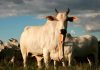 União Europeia oficializa veto à carne brasileira a partir de setembro