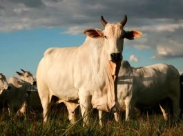 União Europeia oficializa veto à carne brasileira a partir de setembro