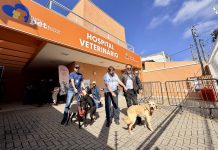 Prefeitura anuncia novo Hospital Veterinário Municipal