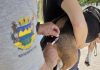 Prefeitura realiza vacinação antirrábica de cães e gatos no Jardim Resende nesta quarta (12)