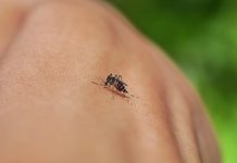 Dengue, zika, chikungunya e Oropouche: saiba diferenças e riscos da automedicação