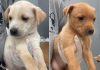 Taubaté realiza feira de adoção de animais nesta sexta (25) na Santa Terezinha