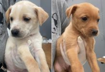 Taubaté realiza feira de adoção de animais nesta sexta (25) na Santa Terezinha