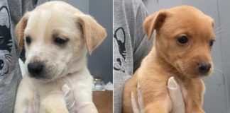 Taubaté realiza feira de adoção de animais nesta sexta (25) na Santa Terezinha