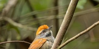 Taubaté recebe evento de avistamento de aves no Parque Vale do Itaim