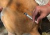 Prefeitura realiza vacinação antirrábica de cães e gatos na região da Independência