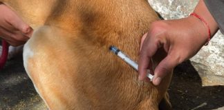 Prefeitura realiza vacinação antirrábica de cães e gatos na região da Independência